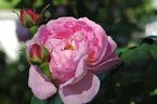 Rosier Constance Spry